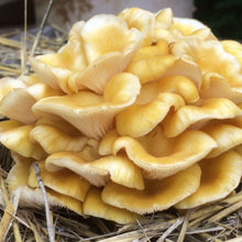 Load image into Gallery viewer, Oyster Mushroom (Pleurotus ostreatus) Grow Bag