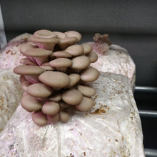Load image into Gallery viewer, Oyster Mushroom (Pleurotus ostreatus) Grow Bag