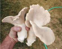 Load image into Gallery viewer, Oyster Mushroom (Pleurotus ostreatus) Grow Bag