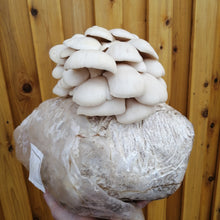 Load image into Gallery viewer, Oyster Mushroom (Pleurotus ostreatus) Grow Bag