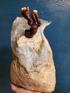 Reishi (Ganoderma lucidum) grow bag