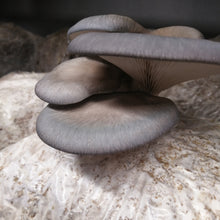 Load image into Gallery viewer, Oyster Mushroom (Pleurotus ostreatus) Grow Bag
