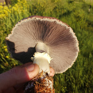 Wine Cap (Stropharia rugosoannulata) Spawn For Outdoor Use