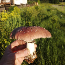 Load image into Gallery viewer, Wine Cap (Stropharia rugosoannulata) Spawn For Outdoor Use
