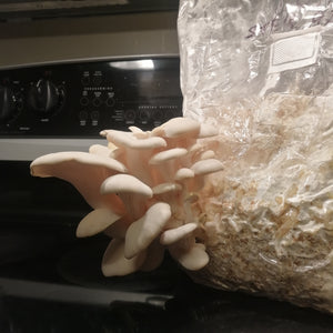 Oyster Mushroom (Pleurotus ostreatus) Grow Bag