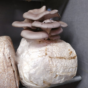 Oyster Mushroom Packaging Plastic Bag Or Polythene Bag