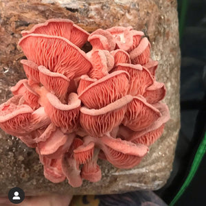 Oyster Mushroom (Pleurotus ostreatus) Grow Bag