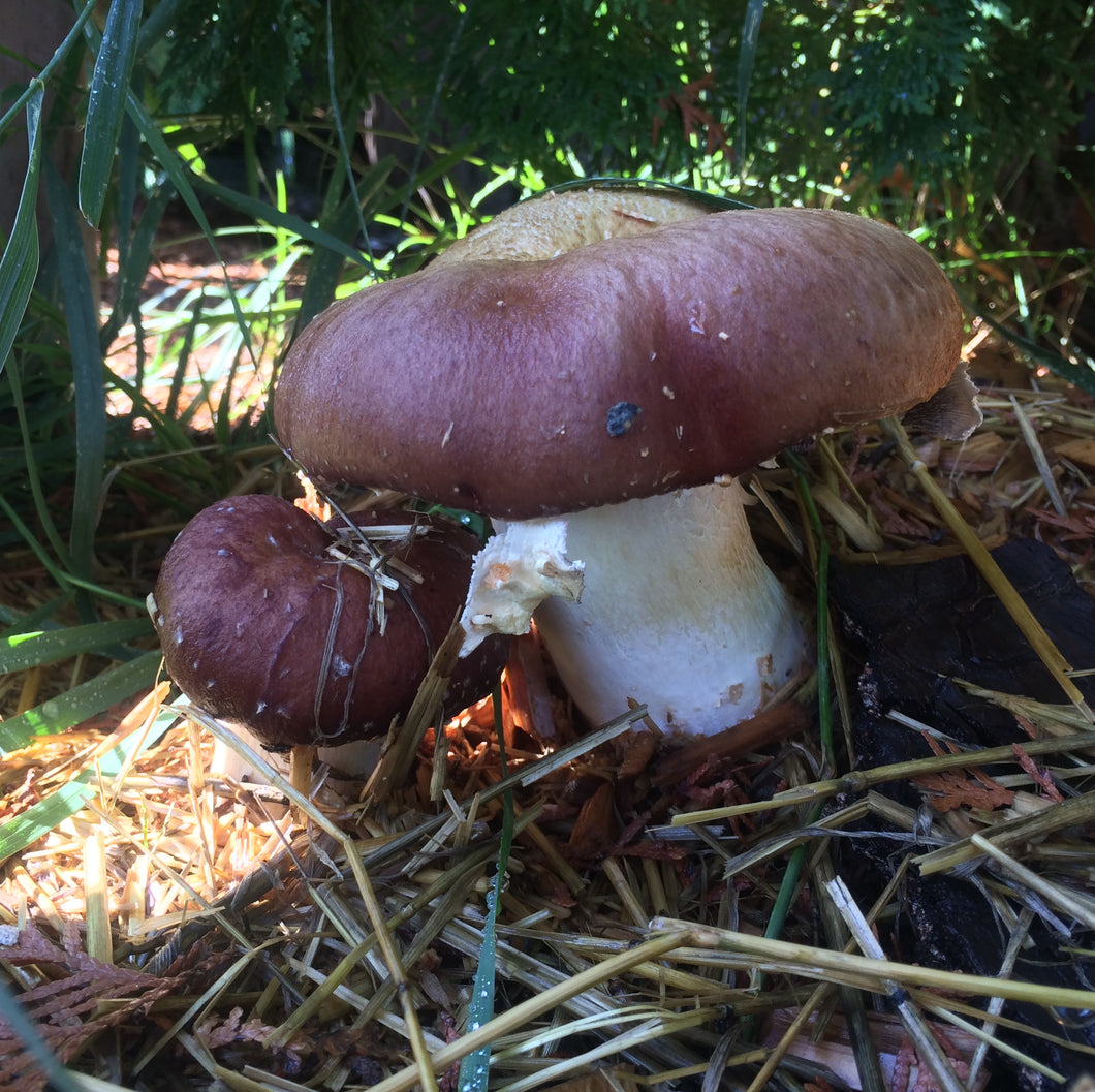 Wine Cap (Stropharia rugosoannulata) Spawn For Outdoor Use